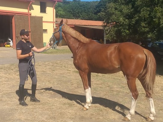 LUCA RICCARDI/ Vi raccontiamo la grande passione per il cavallo del giovane cavaliere di Aidomaggiore