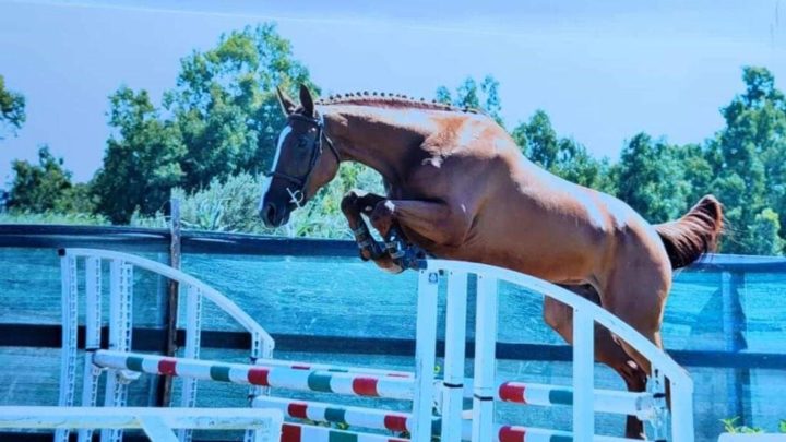 EQUITAZIONE/ “Dea Norchidesa” degli allevatori di Norbello Paolo Mele e Battista Corona vince il salto in libertà a Santa Giusta