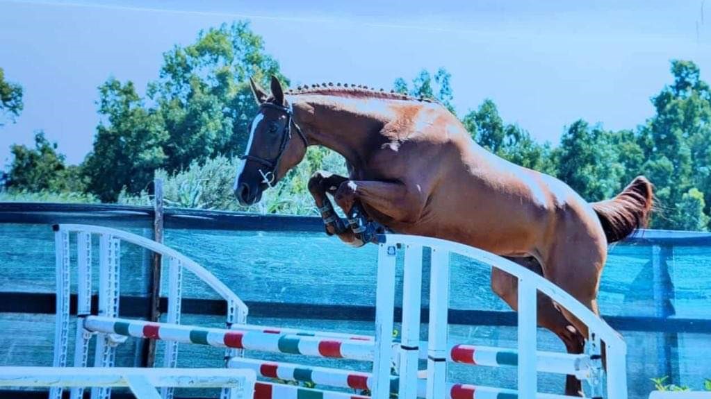 EQUITAZIONE/ “Dea Norchidesa” degli allevatori di Norbello Paolo Mele e Battista Corona vince il salto in libertà a Santa Giusta